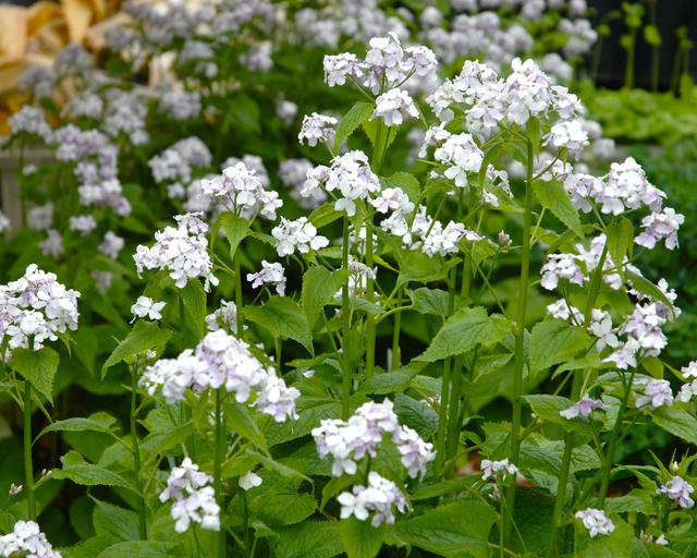 High quality White Lunaria Flower seeds for Planting Drought Tolerant, Heirloom & GMO Free Seeds for Home Garden seeds pack