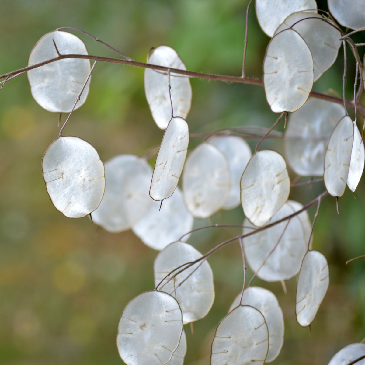 Lunaria Flower seeds for Planting Colorful Display Heirloom & GMO Free Seeds for Home Garden 
 
 Sale for planting in home garden