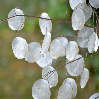 Lunaria Flower seeds for Planting Colorful Display Heirloom & GMO Free Seeds for Home Garden 
 
 Sale for planting in home garden
