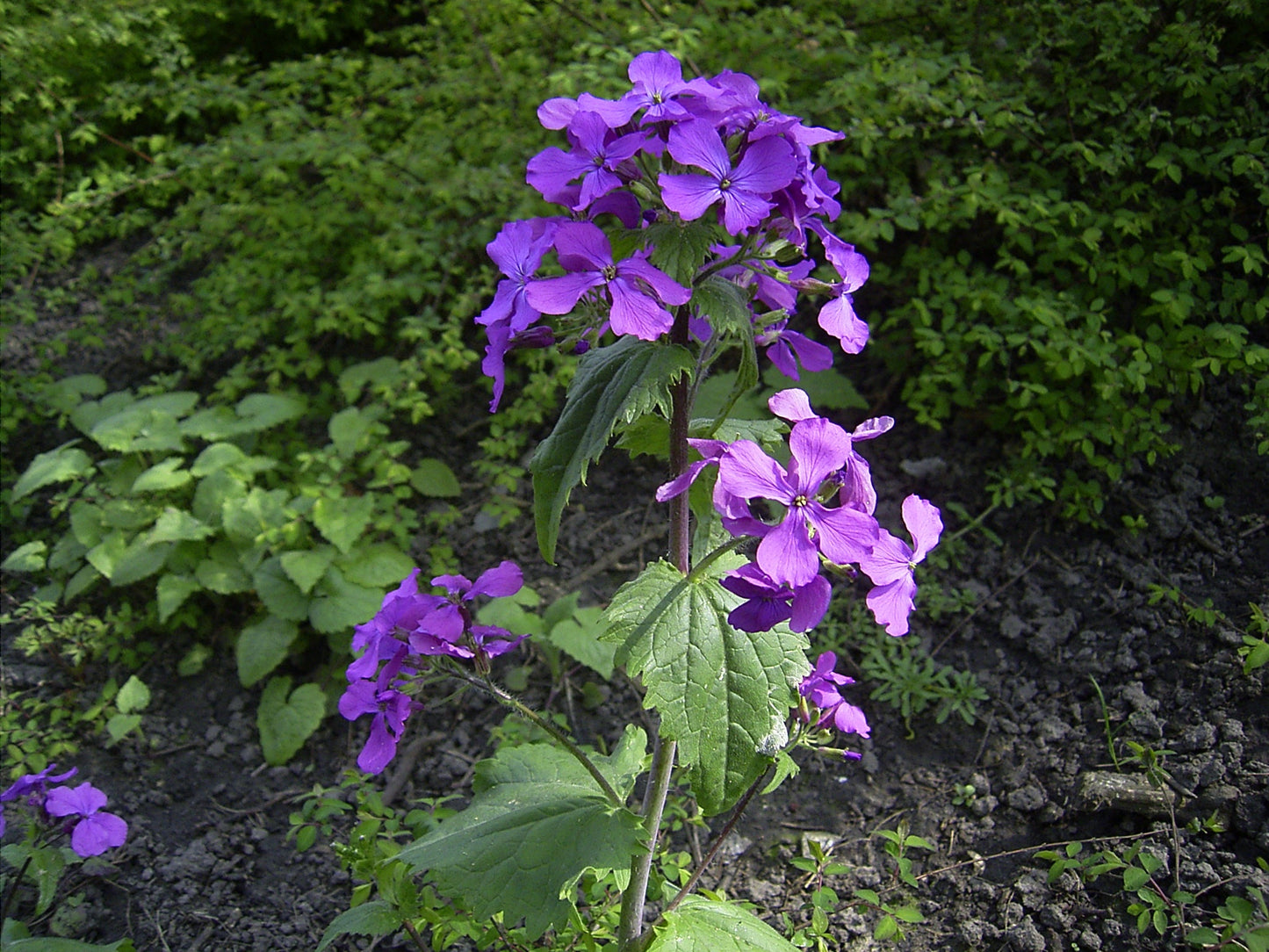 Lunaria Annua Flower seeds for Planting Wildflower Mix Heirloom & GMO Free Seeds for Home Garden