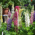 Lupine Mixed Flower seeds for Planting Perfect for Borders, Heirloom & GMO Free Seeds for Home Garden seeds for planting