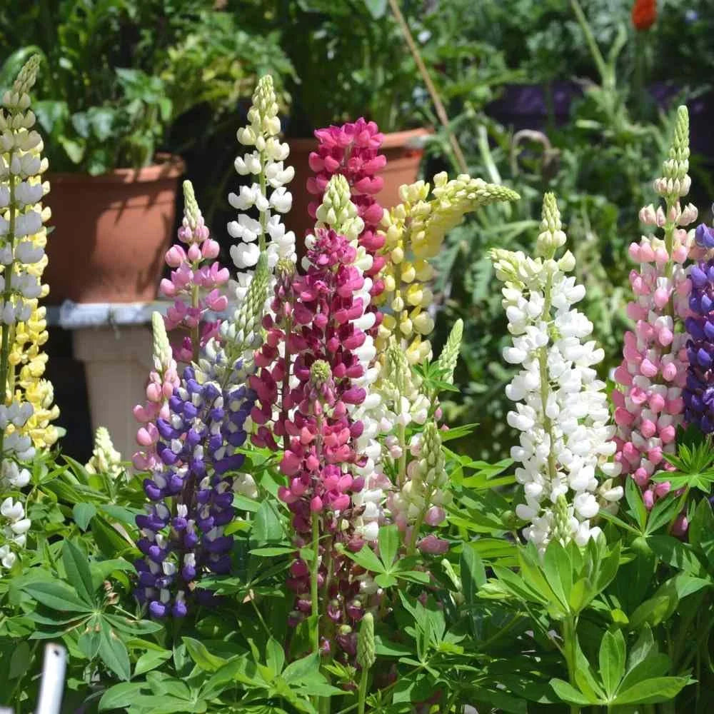 Lupine Mixed Flower seeds for Planting Perfect for Borders, Heirloom & GMO Free Seeds for Home Garden seeds for planting