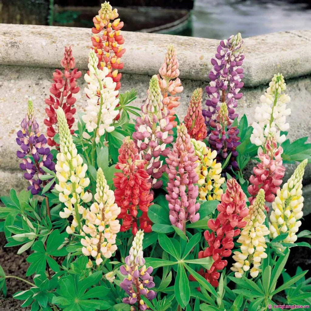 Premium Russell Lupine Flower seeds for Planting Perfect for Borders, Heirloom & GMO Free Seeds for Home Garden seeds