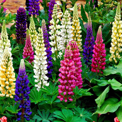Lupine Flower seeds for Planting, Bright Blooms Heirloom & GMO Free Seeds for Home Garden