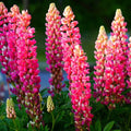 Russell Lupine Flower seeds for Planting Perfect for Borders, Heirloom & GMO Free Seeds for Home Garden seeds for planting