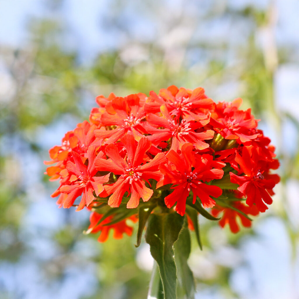 Premium Red Orange Lychnis Arkwrightii Flower seeds for Planting Shade Tolerant, Heirloom & GMO Free Seeds for Home Garden seeds