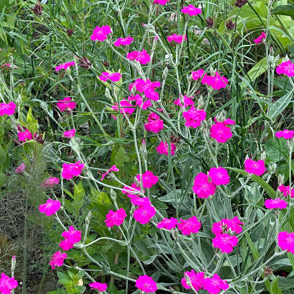 Premium Violet Lychnis Flower seeds for Planting Hardy Variety, Heirloom & GMO Free Seeds for Home Garden seeds