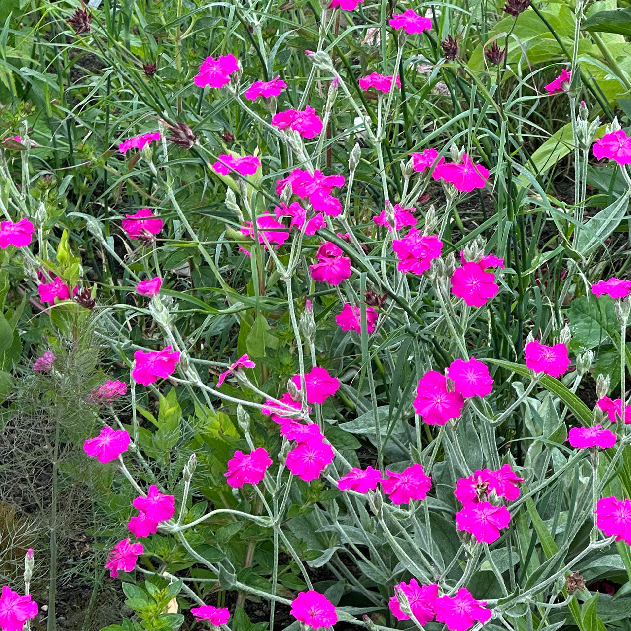Premium Violet Lychnis Flower seeds for Planting Hardy Variety, Heirloom & GMO Free Seeds for Home Garden seeds