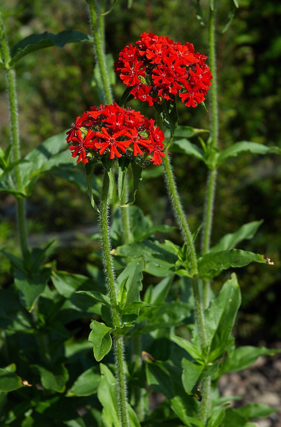 Maltese Cross Flower seeds for Planting, Perfect for Borders Heirloom & GMO Free Seeds for Home Garden