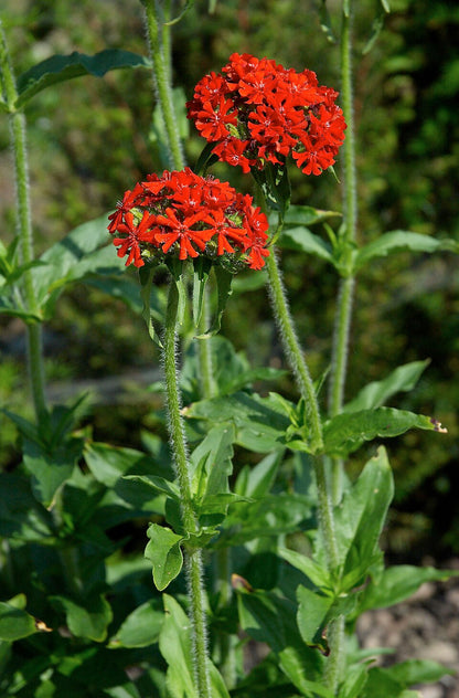 Maltese Cross Flower seeds for Planting, Perfect for Borders Heirloom & GMO Free Seeds for Home Garden