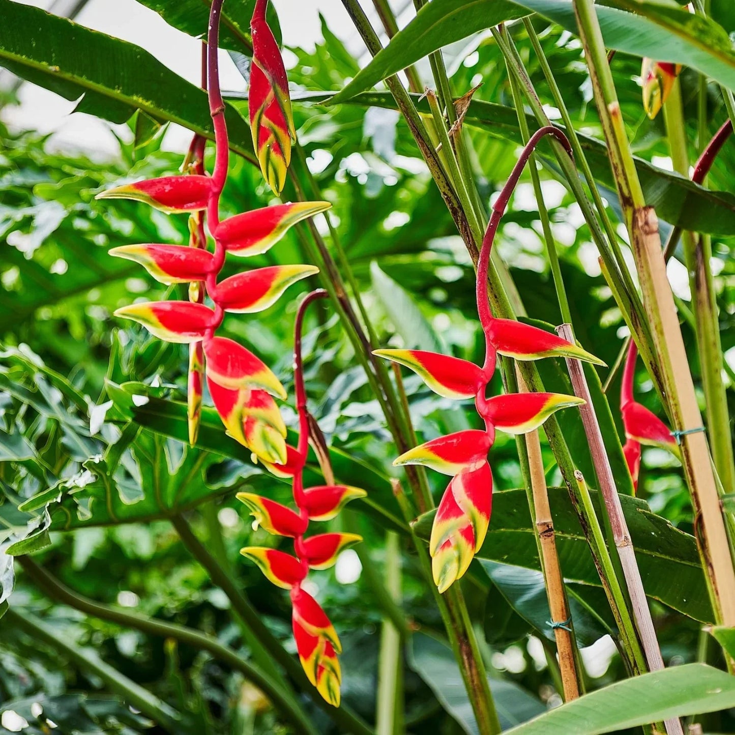 Heliconia Rostrata Flower seeds for Planting - Low Maintenance, Heirloom & GMO Free Seeds for Home Garden