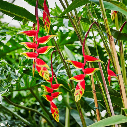 Heliconia Rostrata Flower seeds for Planting - Low Maintenance, Heirloom & GMO Free Seeds for Home Garden