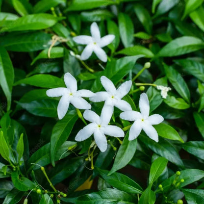 Tabernaemontana Flower seeds for Planting Sun Loving Heirloom & GMO Free Seeds for Home Garden