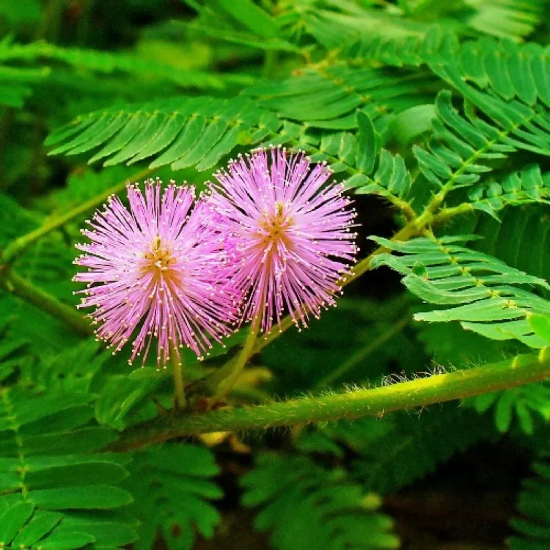 Mimosa Pudica Flower seeds for Planting Drought Tolerant Heirloom & GMO Free Seeds for Home Garden