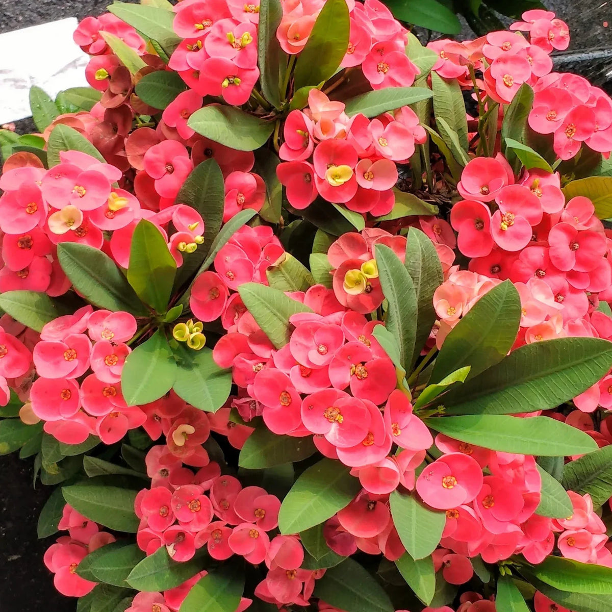 Euphorbia (Euphorbia Flower) seeds for planting in home garden