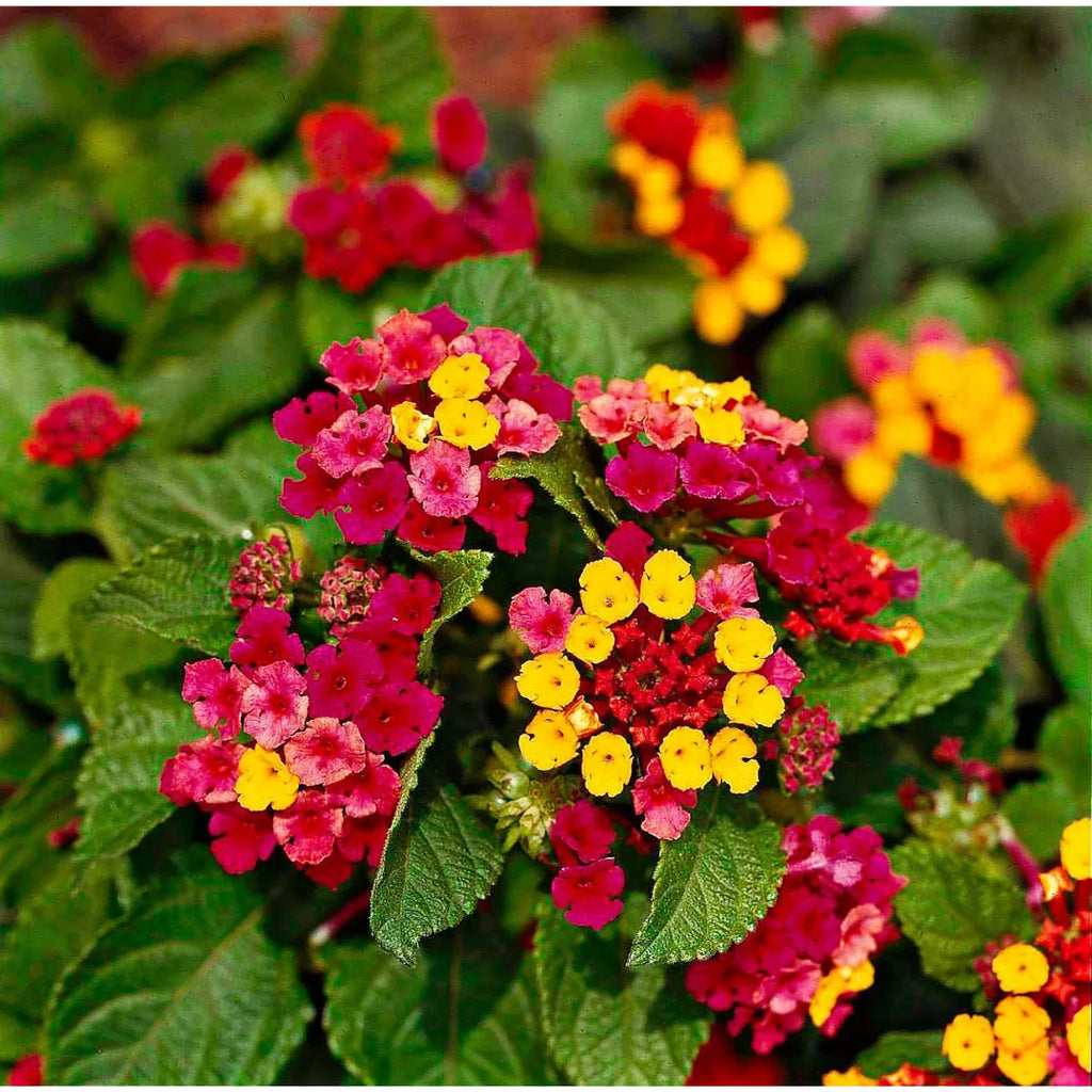 Wandelrose Flower seeds for Planting Easy to Grow, Heirloom & GMO Free Seeds for Home Garden seeds for home gardening