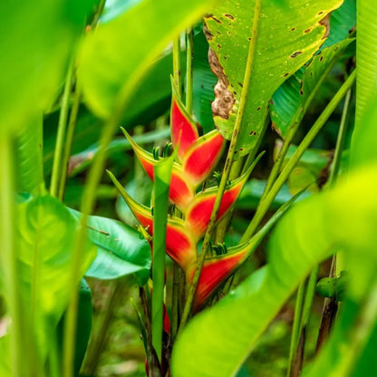 Heirloom Heliconia Wagneriana Flower seeds for Planting Low Maintenance Heirloom & GMO Free Seeds for Home Garden