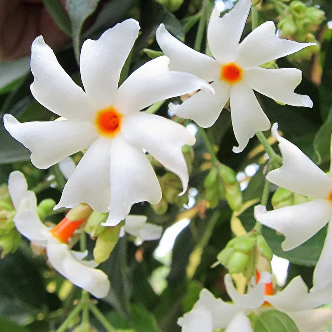 Heirloom Coral Jasmine seeds for Planting Shade Tolerant Heirloom & GMO Free Seeds for Home Garden