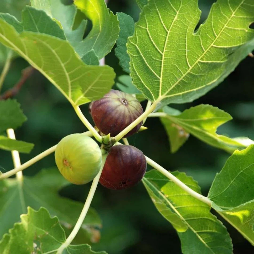 Fig Fruits Seeds for Planting - Grow Delicious Homegrown Figs