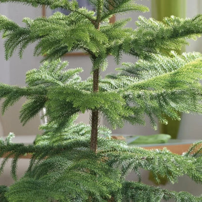 Araucaria Seeds For Planting Stunning Dark Green Trees Plant Seeds