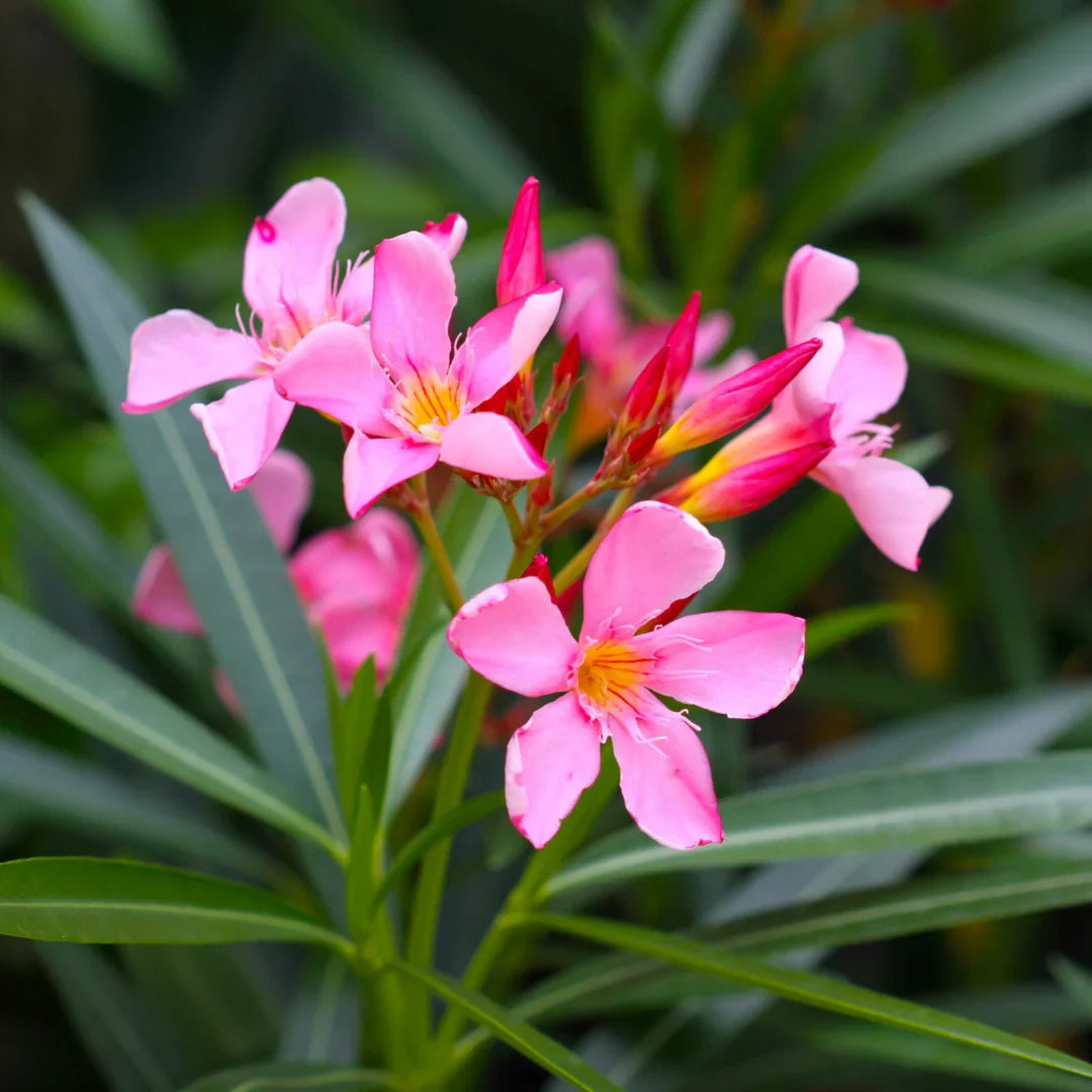 Heirloom Nerium Flower seeds for Planting Vibrant Colors Heirloom & GMO Free Seeds for Home Garden