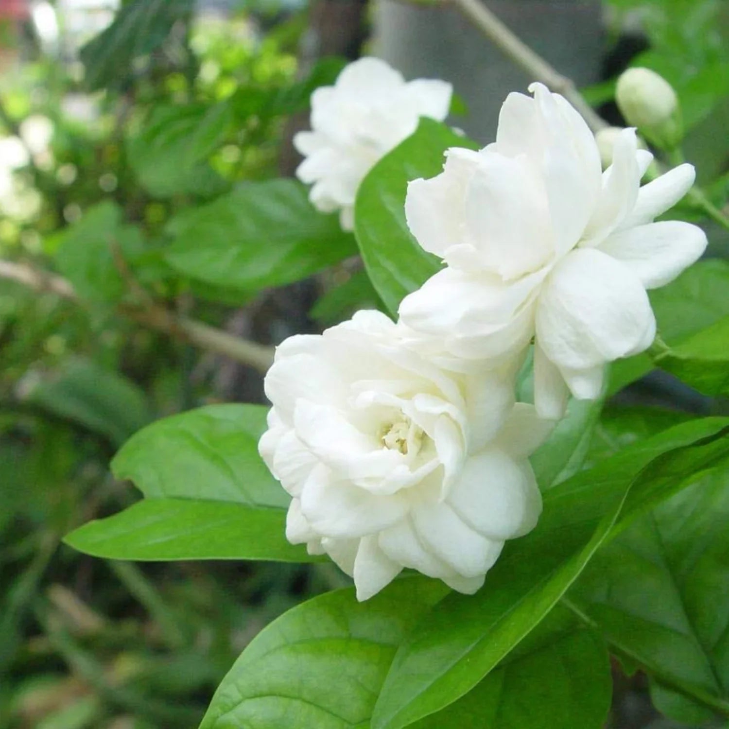 White Jasmine Flower seeds for Planting Drought Tolerant, Heirloom & GMO Free Seeds for Home Garden vegetable and garden seeds