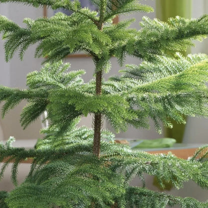 Planting Pale Green Araucaria Foliage Seeds Plant Seeds