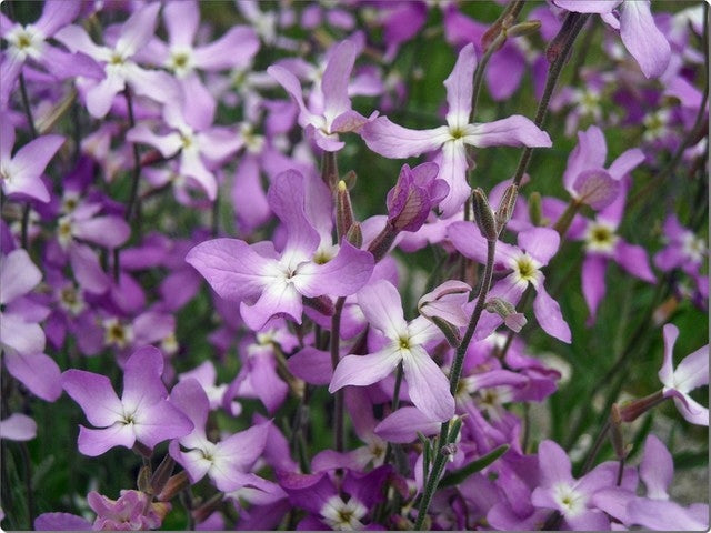 Matthiola Flower seeds for Planting Perfect for Borders, Heirloom & GMO Free Seeds for Home Garden vegetable and garden seeds