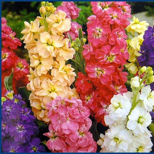 High quality Matthiola Incana Flower seeds for Planting Shade Tolerant, Heirloom & GMO Free Seeds for Home Garden seeds pack