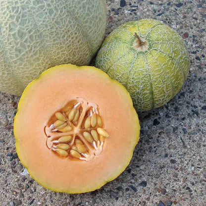 Minnesota Midget Cantaloupe Melon (Cucumis melo reticulatus) Fruit Seeds