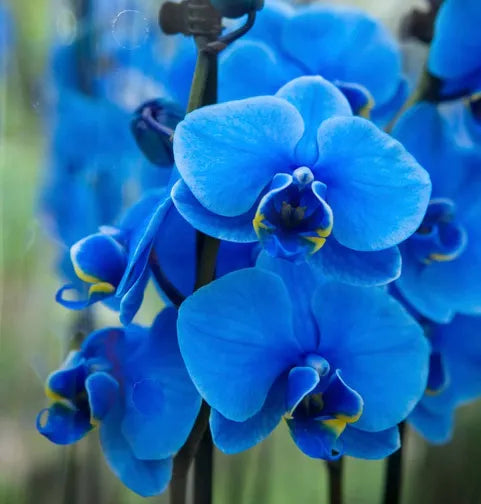 High quality Futaba Blue Butterfly Orchid Flower seeds for Planting Hardy Variety, Heirloom & GMO Free Seeds for Home Garden seeds pack