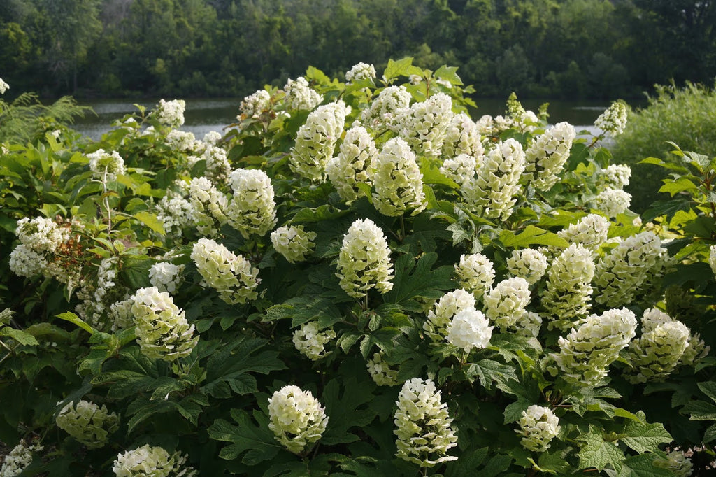 High quality Mix Quercifolia Flower seeds for Planting Premium Quality, Heirloom & GMO Free Seeds for Home Garden seeds pack