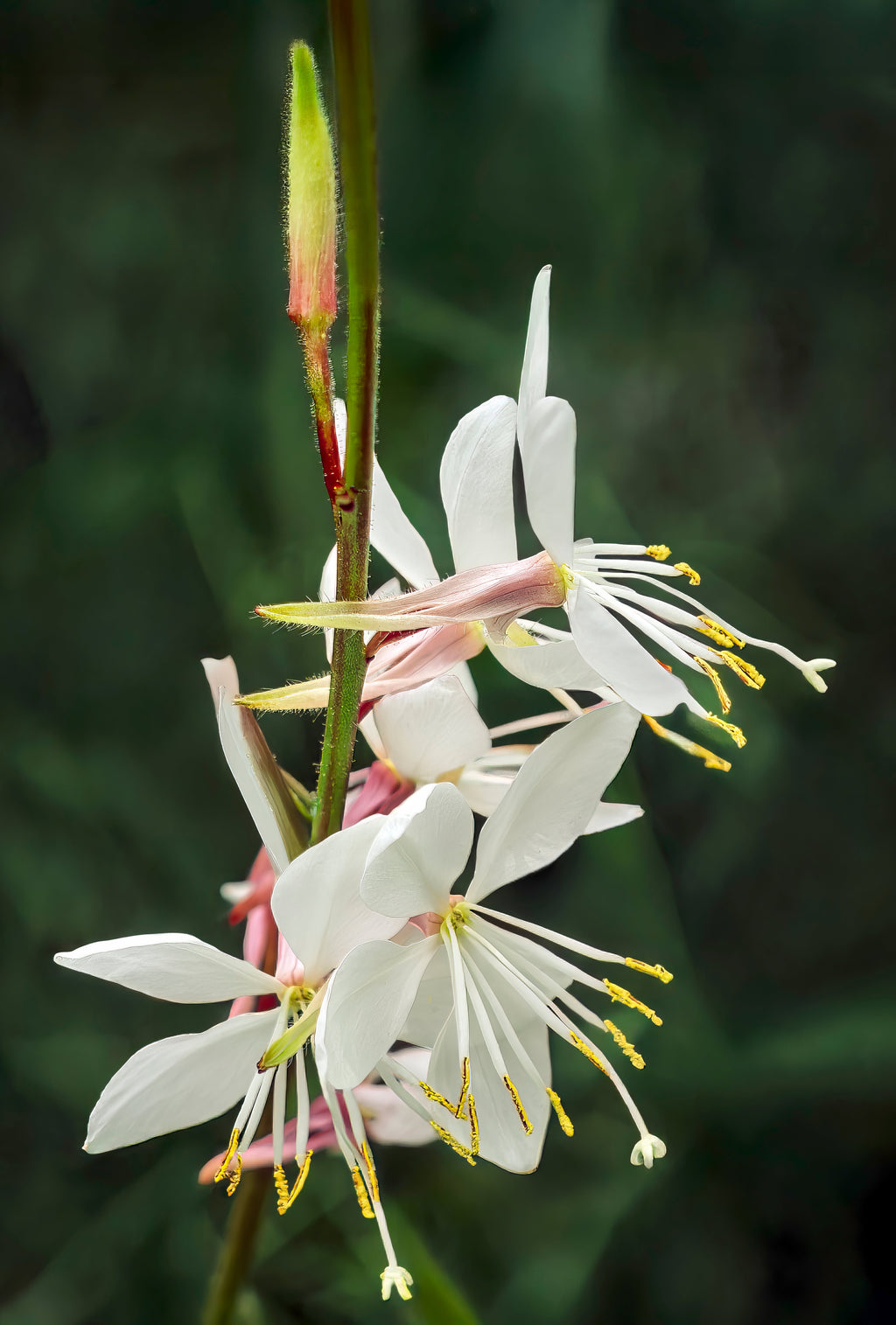 High quality Gaura Flower seeds for Planting Sun Loving, Heirloom & GMO Free Seeds for Home Garden seeds pack