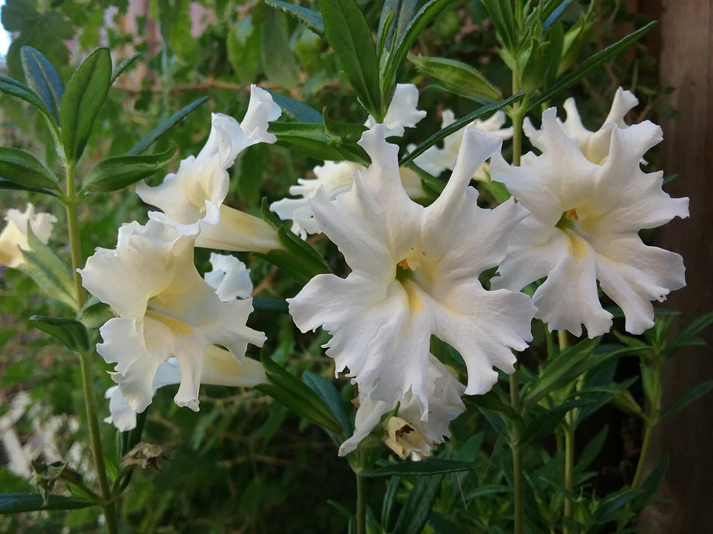 Premium White Mimulus Flower seeds for Planting Shade Tolerant, Heirloom & GMO Free Seeds for Home Garden seeds