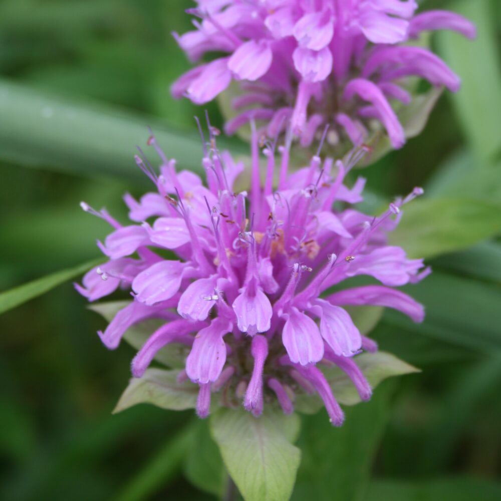Premium Purple Monarda Fistulosa Flower seeds for Planting Sun Loving, Heirloom & GMO Free Seeds for Home Garden seeds