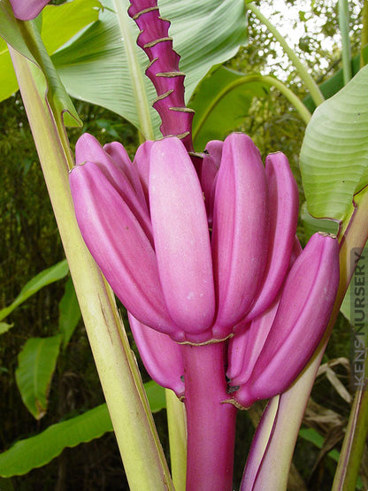 Plant Banana Dark Violet Seeds for Vibrant Growth - Evergrowseeds