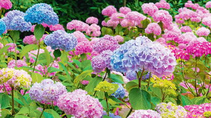 Hydrangea Flower seeds for Planting Easy to Grow Heirloom & GMO Free Seeds for Home Garden
