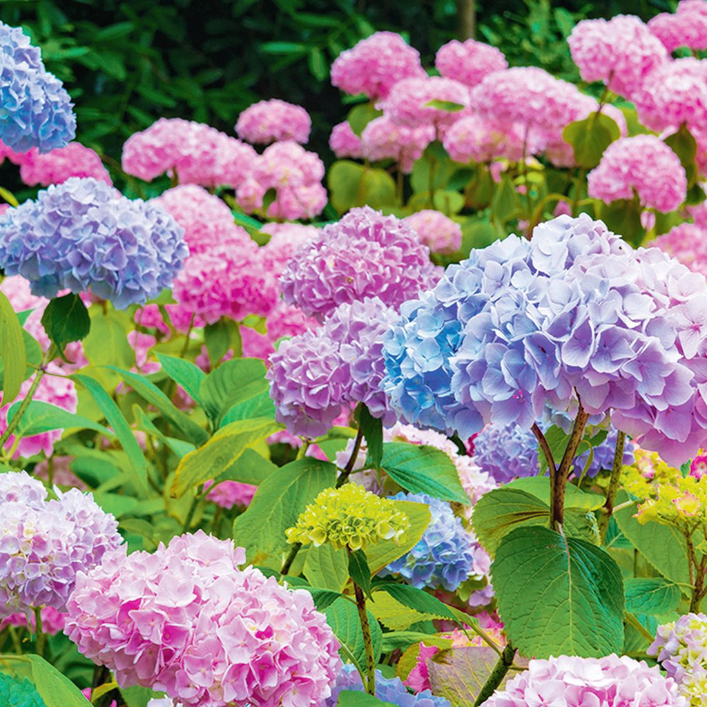 Premium Hydrangea Pink Flower seeds for Planting Fragrant Blossoms, Heirloom & GMO Free Seeds for Home Garden seeds