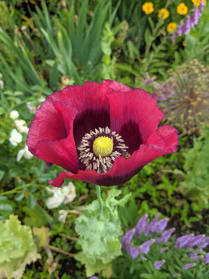 Pepperbox Flower seeds for Planting Wildflower Mix Heirloom & GMO Free Seeds for Home Garden