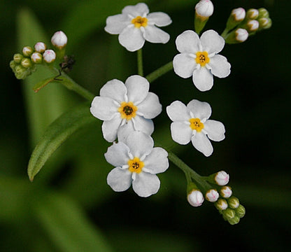 Myosotis Alpestris Flower seeds for Planting, Wildflower Mix Heirloom & GMO Free Seeds for Home Garden