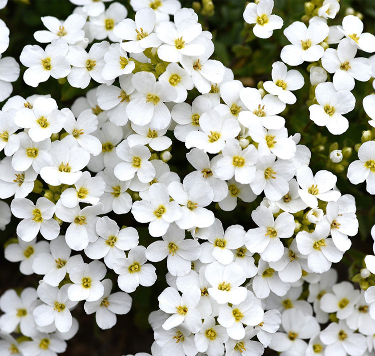 Premium White Myosotis Flower seeds for Planting Long Bloom Season, Heirloom & GMO Free Seeds for Home Garden seeds