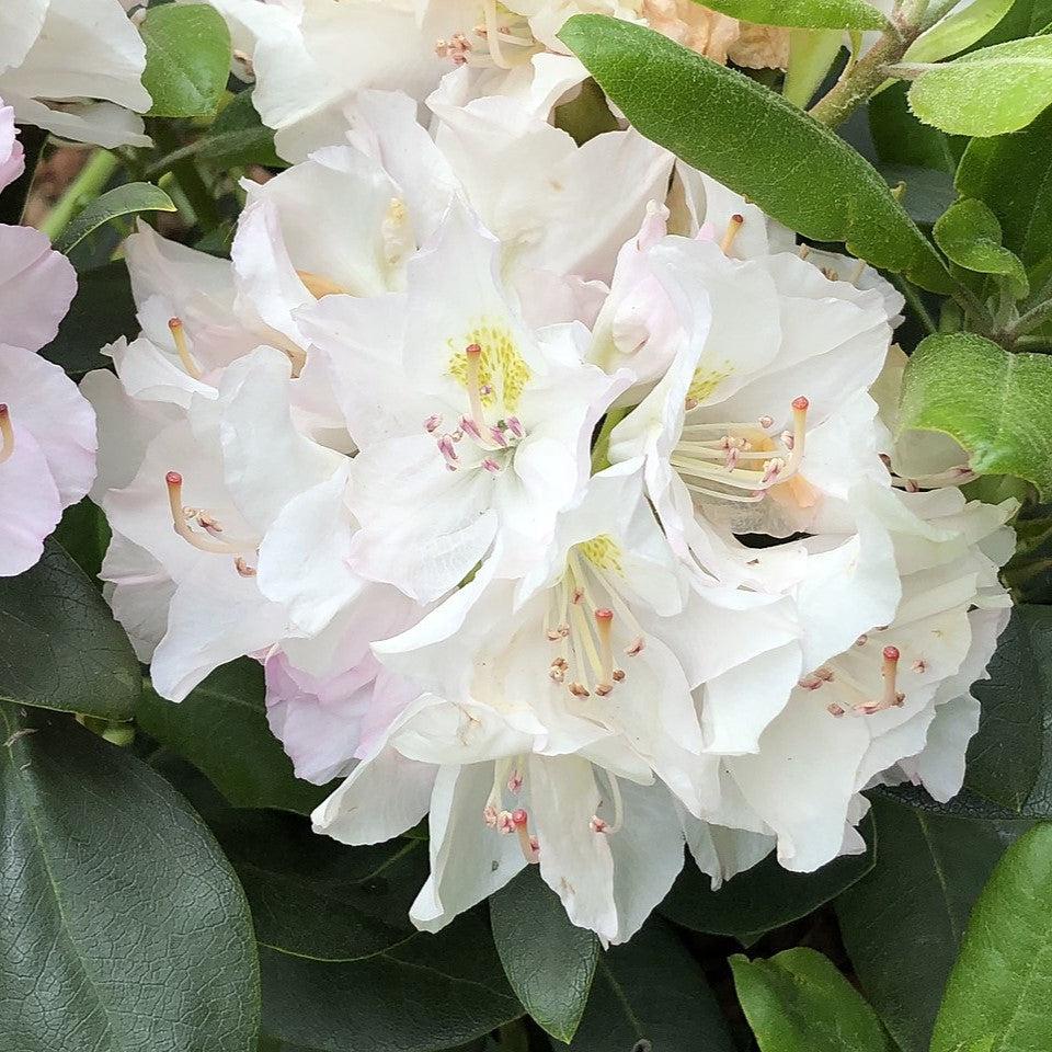 Catawbiense Flower seeds for Planting Bright Blooms Heirloom & GMO Free Seeds for Home Garden