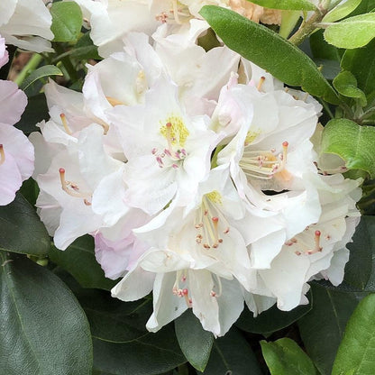 Catawbiense Flower seeds for Planting Bright Blooms Heirloom & GMO Free Seeds for Home Garden