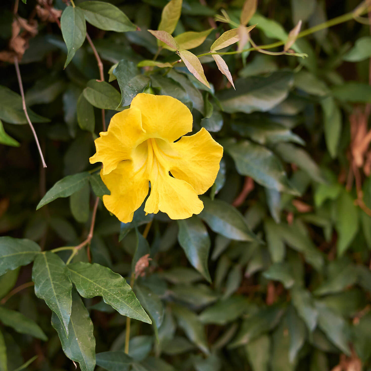 Macfadyena Unguis Flower seeds for Planting Colorful Display Heirloom & GMO Free Seeds for Home Garden