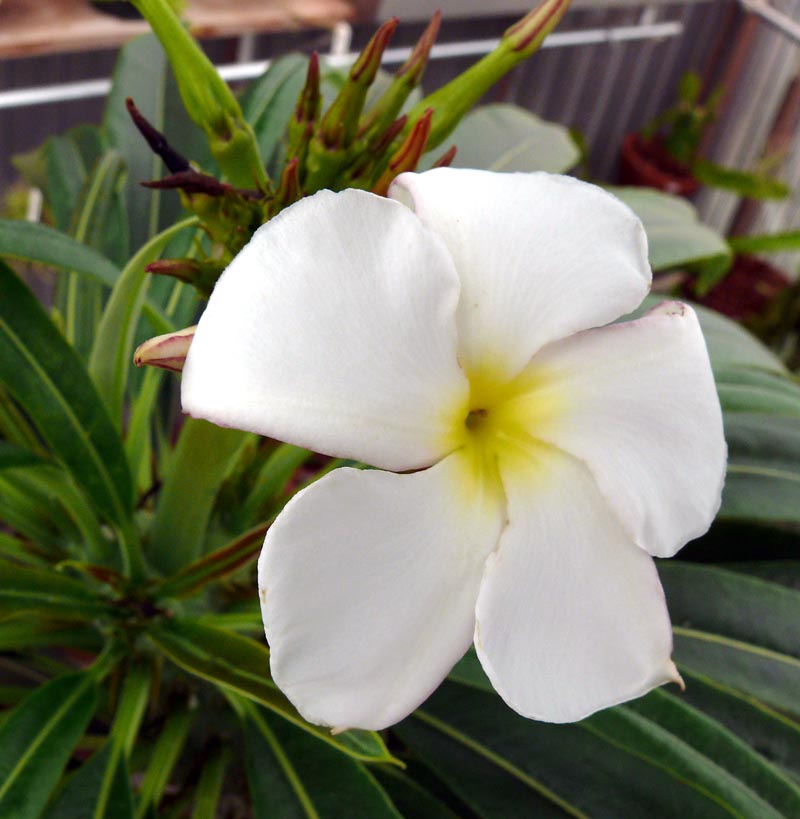 Premium White Pachypodium Lamerei Flower seeds for Planting Garden Favorite, Heirloom & GMO Free Seeds for Home Garden seeds