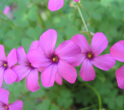 Magenta Flower seeds for Planting Shade Tolerant Heirloom & GMO Free Seeds for Home Garden