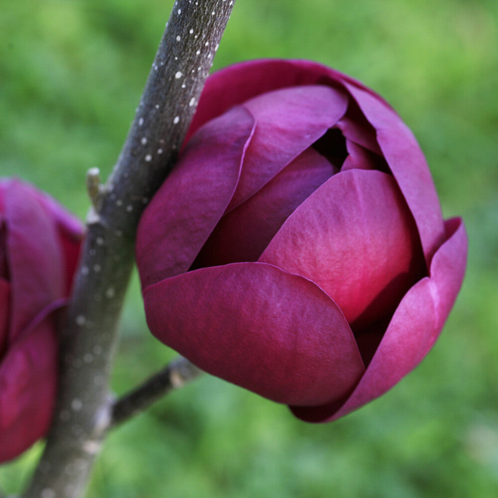 Premium Tulip Tree Flower seeds for Planting Premium Quality, Heirloom & GMO Free Seeds for Home Garden seeds