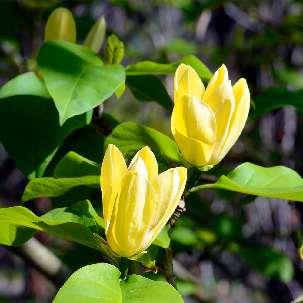 Yulan Flower Seeds Light Yellow Planting Guide