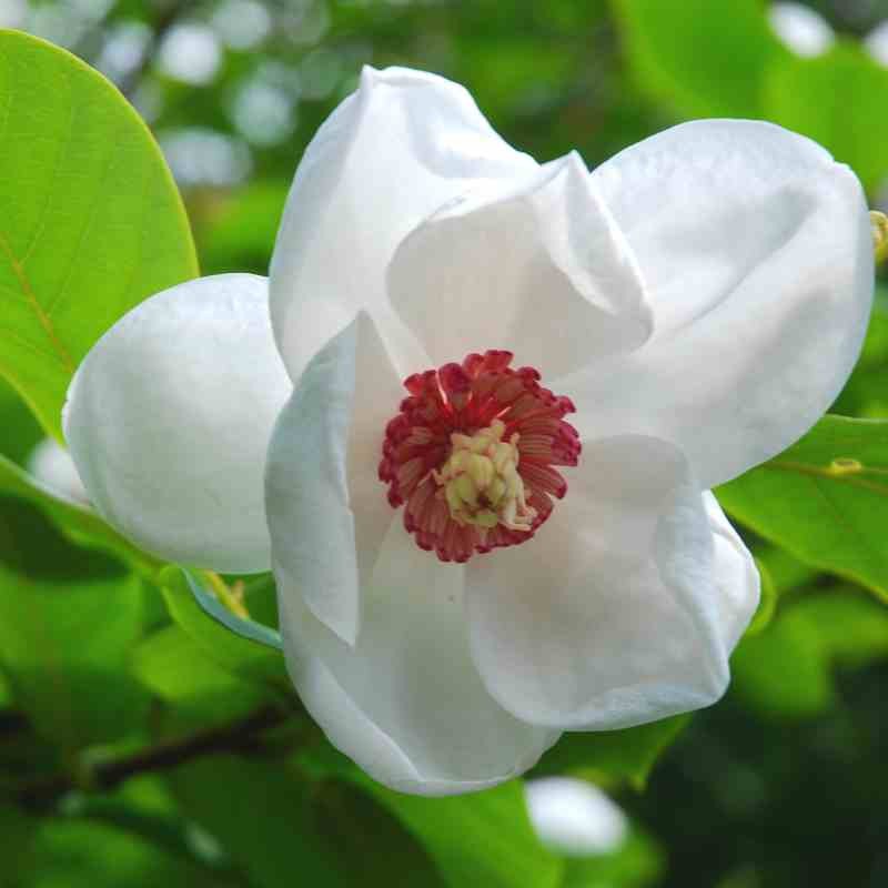High quality Yulan White Flower seeds for Planting Fragrant Blossoms, Heirloom & GMO Free Seeds for Home Garden seeds pack