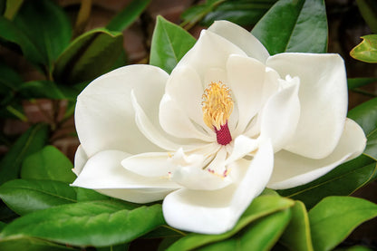 Heirloom Magnoliaceae Flower seeds for Planting Long Bloom Season Heirloom & GMO Free Seeds for Home Garden